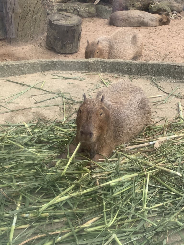 カオキアオ動物園にいるカピバラ