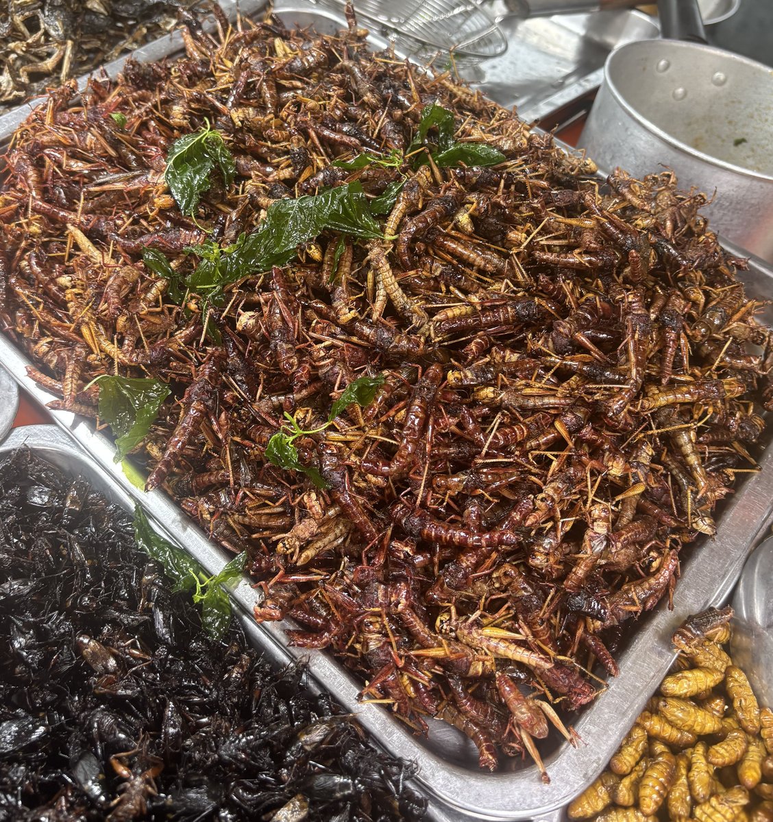 THA-06-26-0128-004バッタ