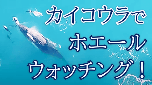 カイコウラでホエールウォッチング！