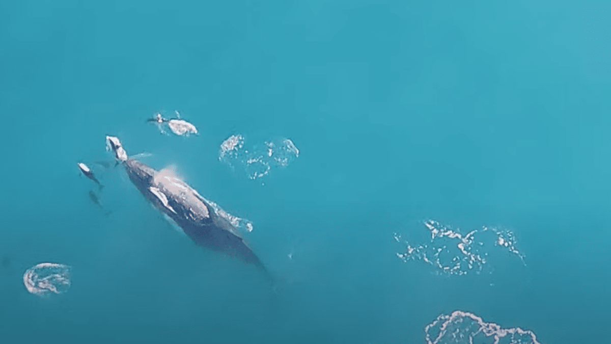 クジラとイルカ