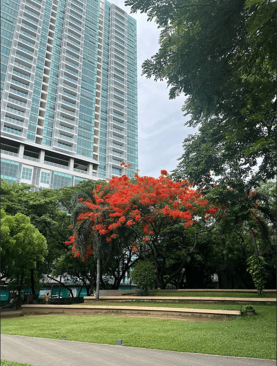 レガスピ公園の写真