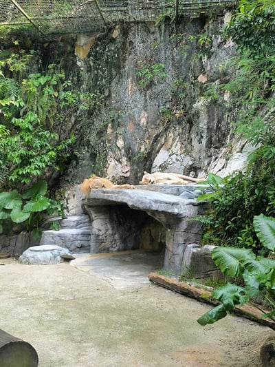 ライオン