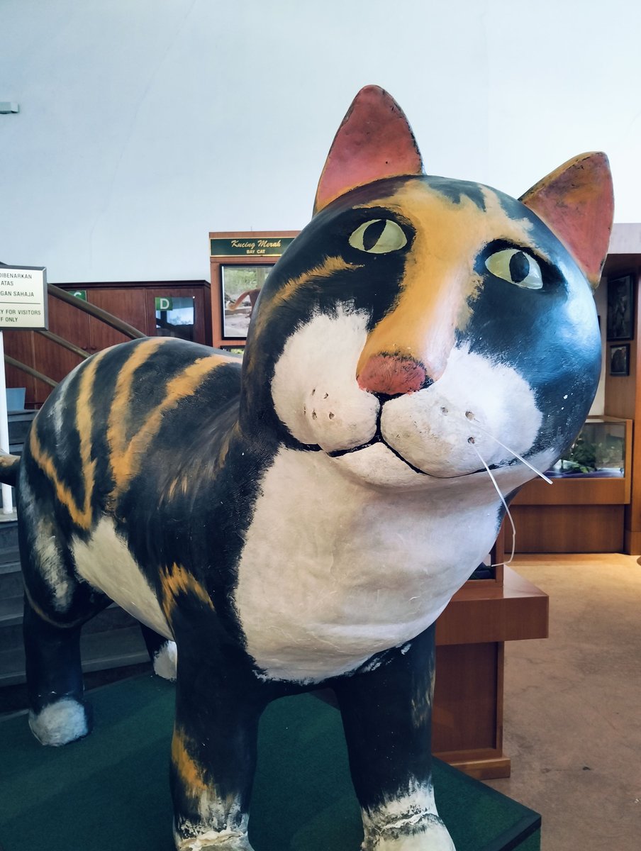 MYS-05-25-1019-006 大きな猫の展示品