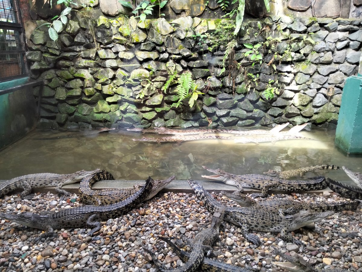 MYS-05-26-0115-002日光浴をするワニ