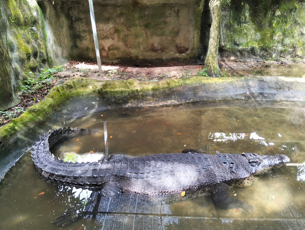 MYS-05-26-0115-003水面に潜むワニ