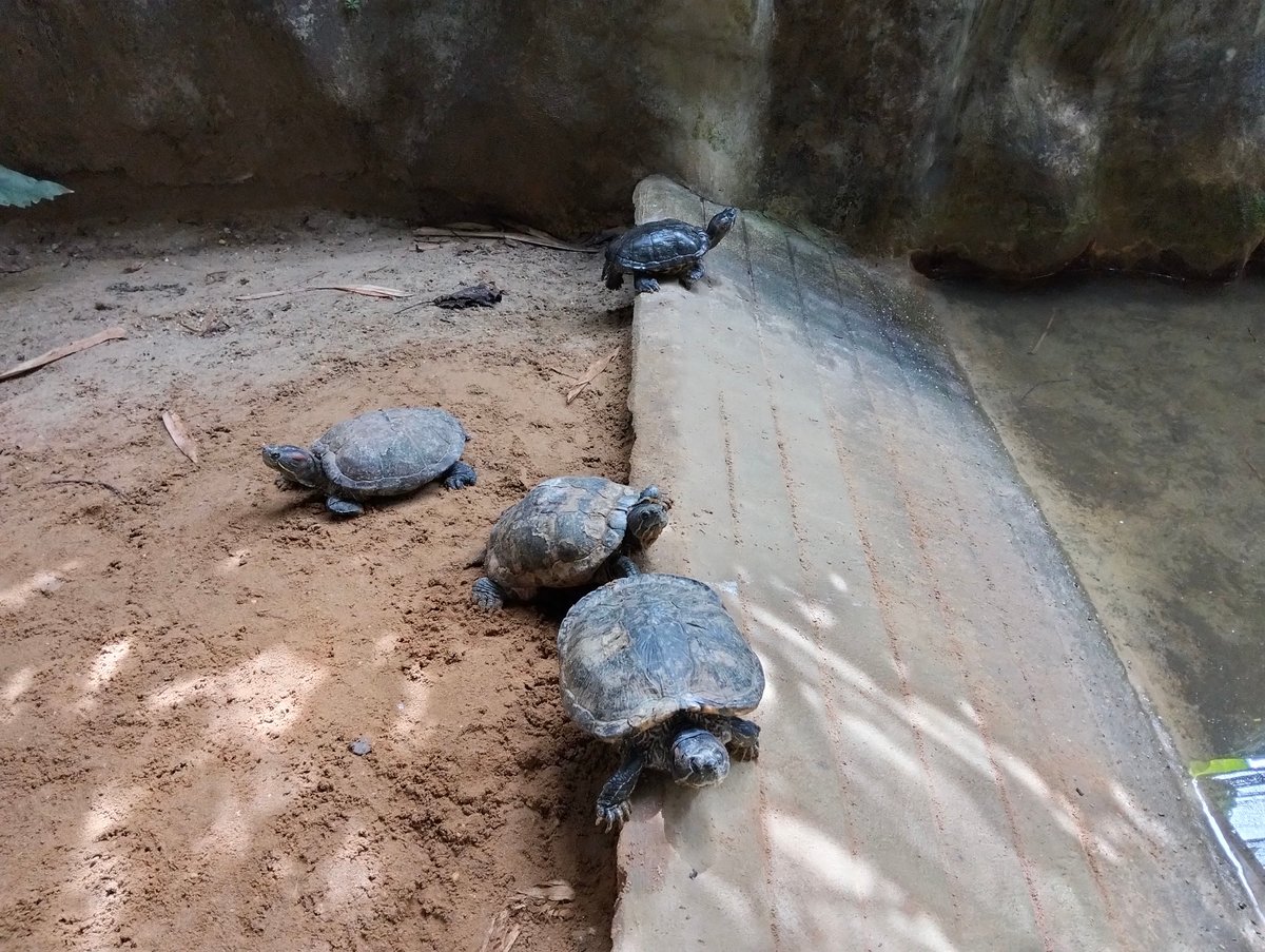 MYS-05-26-0115-006カメ