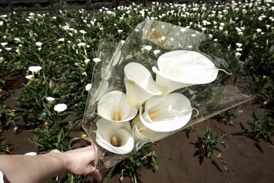 カラーの花束