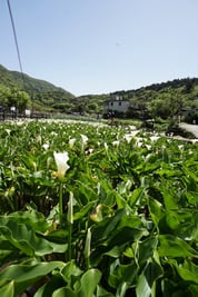 花畑