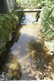 川にはたくさんの魚