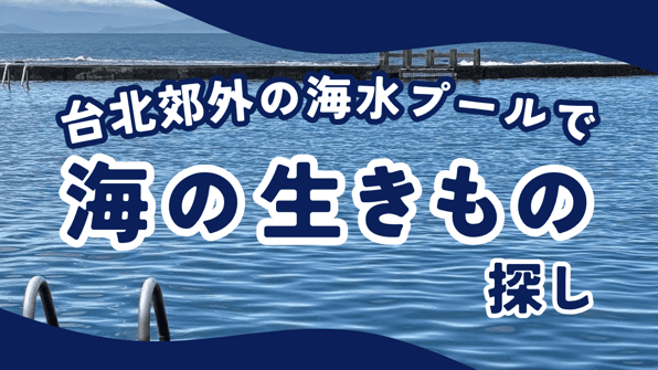 台北郊外の海水プールで海の生きもの探し