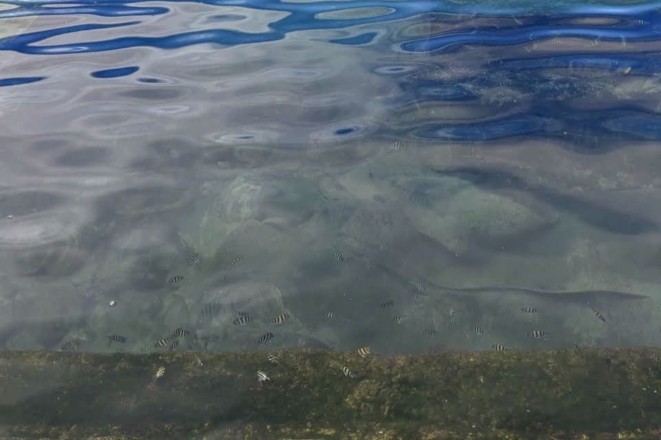 魚1