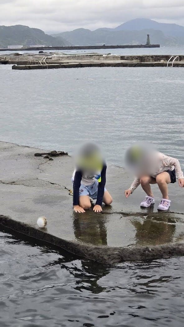 ハリセンボン