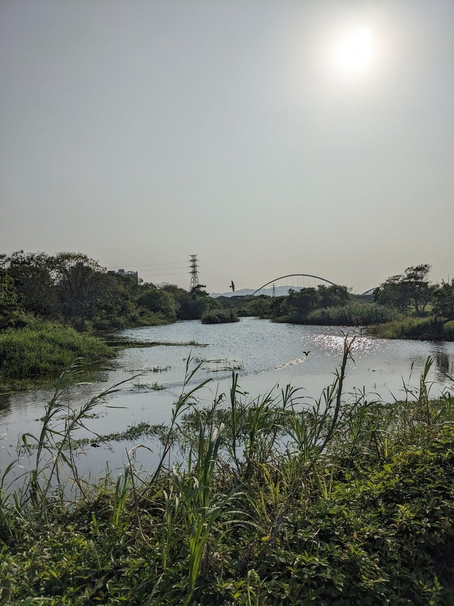 人工湿地