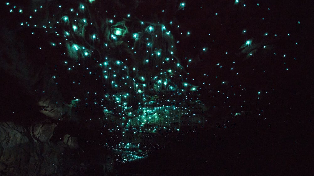 Waitomo Glowworm Caves