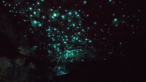 Waitomo Glowworm Caves