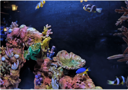 水族館にいる生き物たち