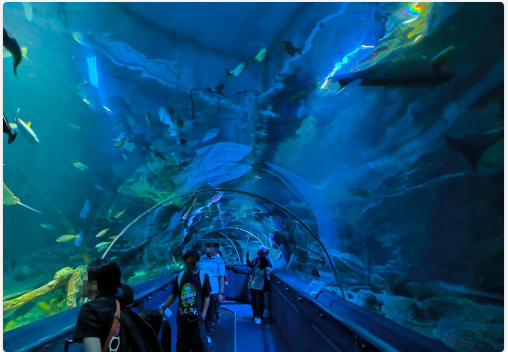 90mの水中トンネルが見どころ！KLCC水族館【知りたい！現地の暮らし】