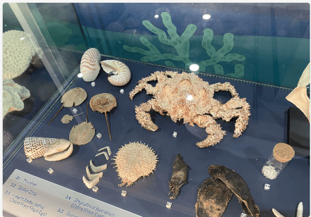 サンゴやサメの卵などの展示