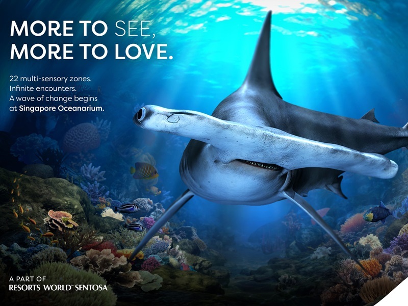 SGO_HammerheadShark_16x9_Static_Dateless